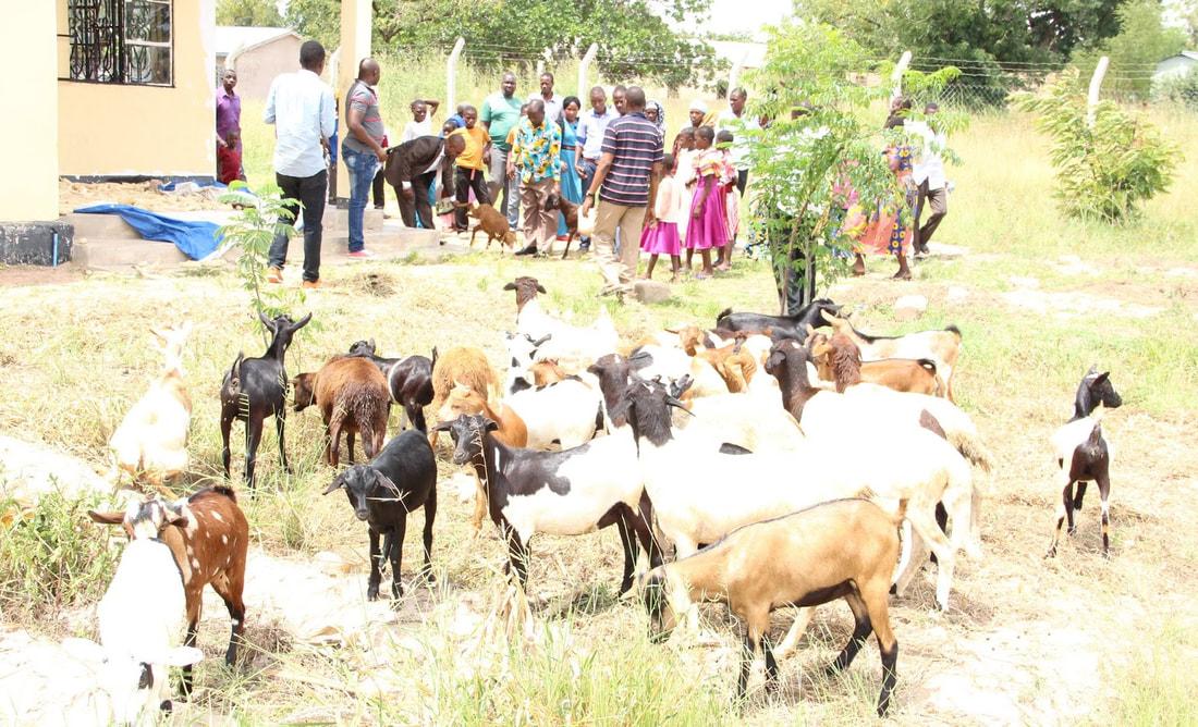 Goats at the Dumila goats market