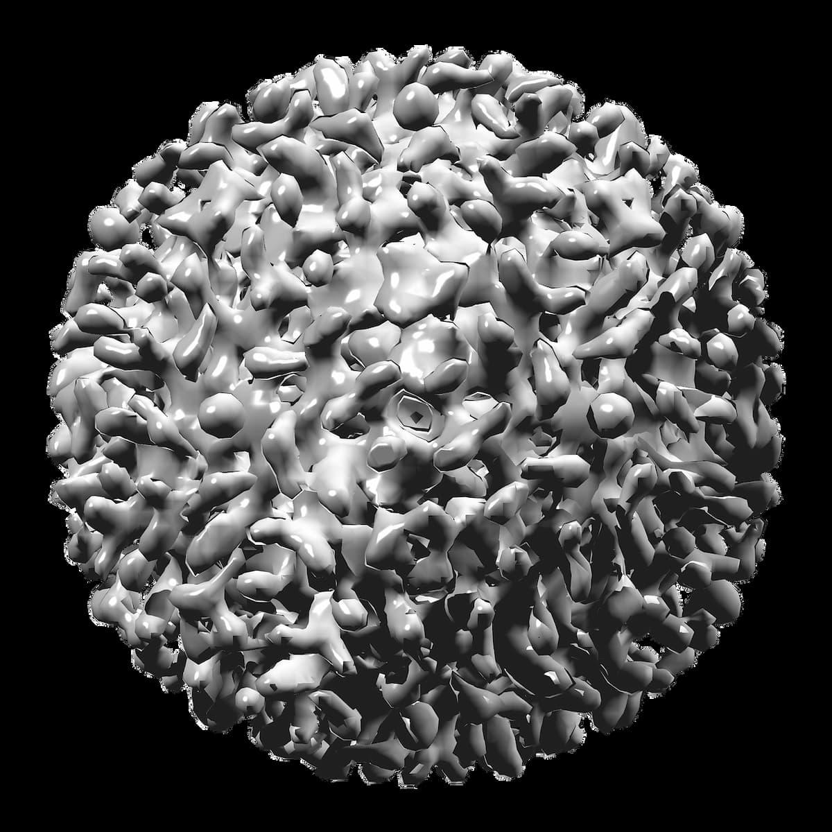 Hepatitis B Virus