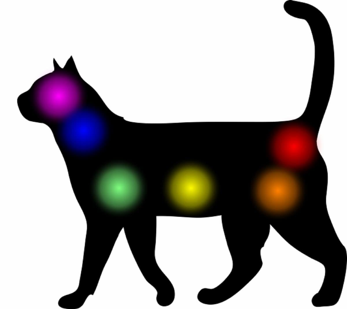 the 7 chakras illustrated in a cat