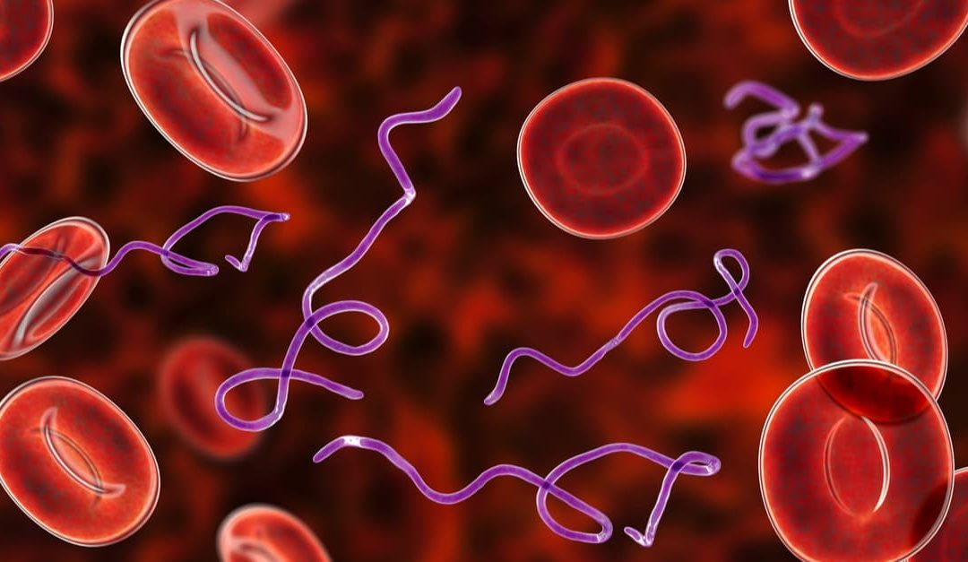 3d illustration of Borrelia bacteria in blood