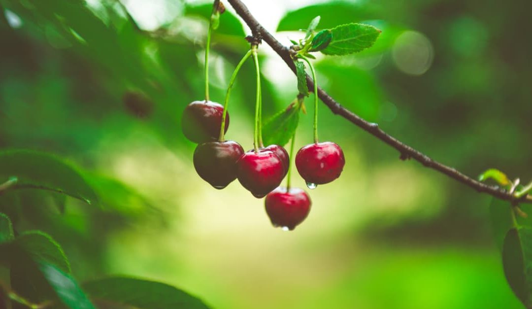 Ripe cherries hanging from a cherry tree branch after the rain