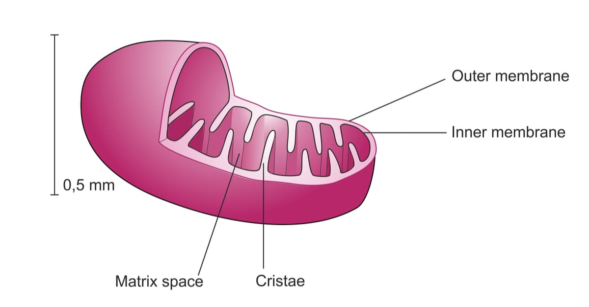 Components of a mitochondrion are inner and outer membranes, matrix space and cristae.