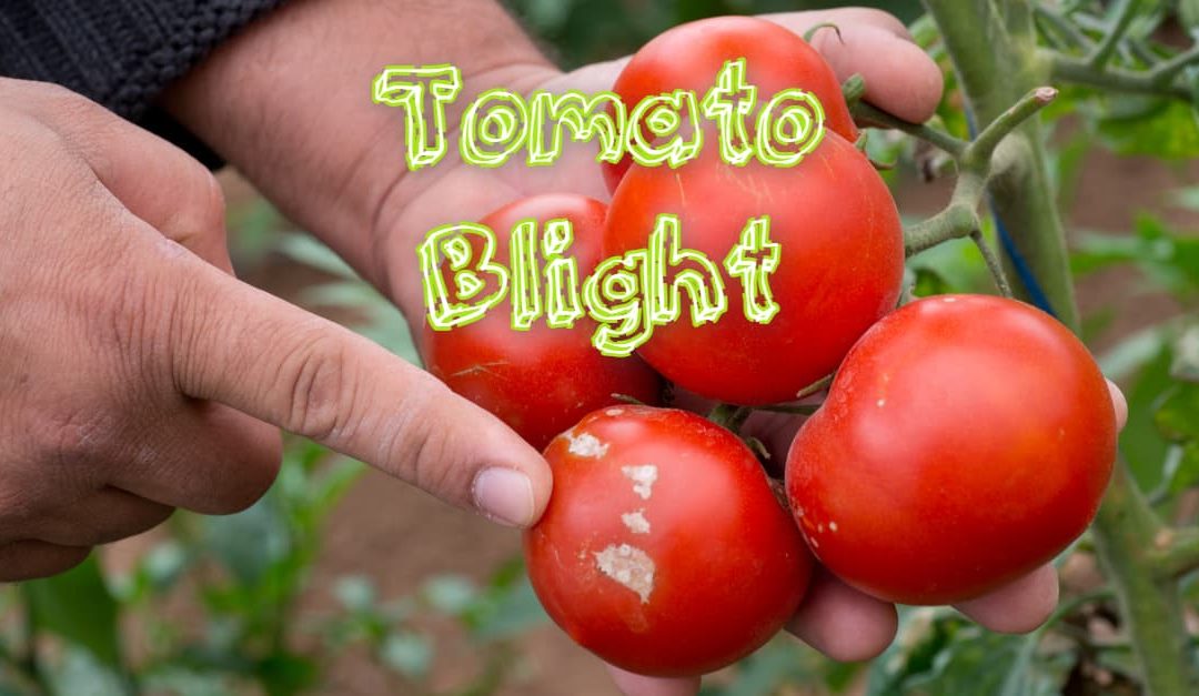 Blight on a tomato