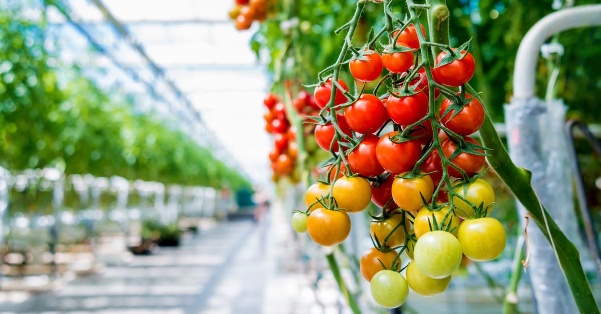 Avoid growing tomatos in a high humidity greenhouse to avoid tomato blight