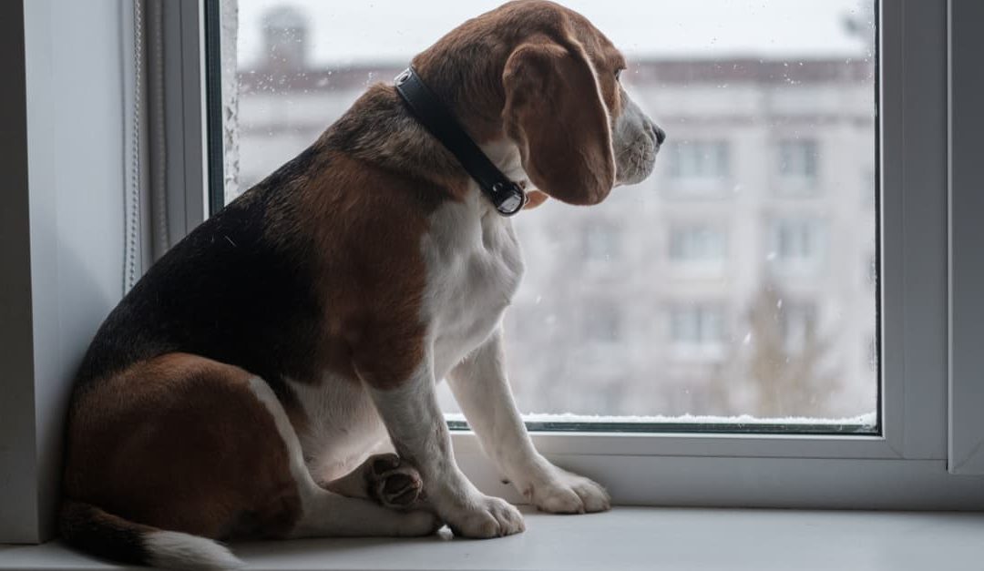 Dog sitting on the window ledge waiting for its owner to return