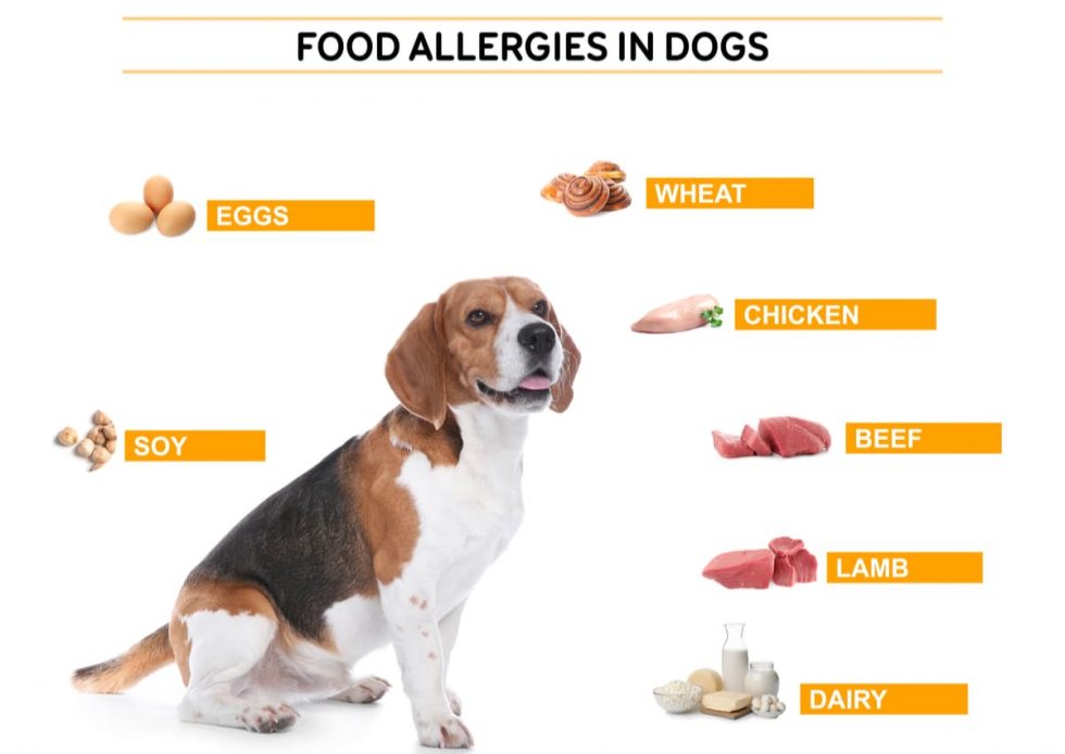 Dog Skin Allergies Signs and Symptoms SCALAR LIGHT