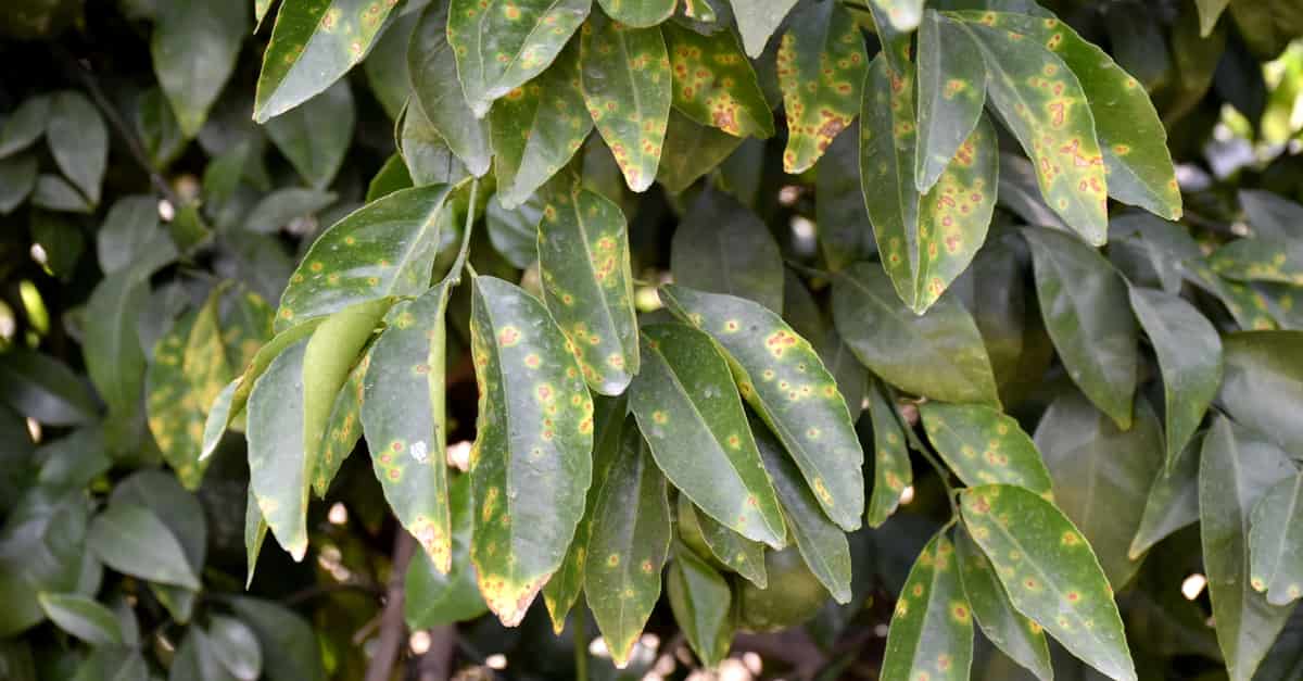 Leaves infected by the bacterium Xanthomonas axonopodis that causes citrus canker