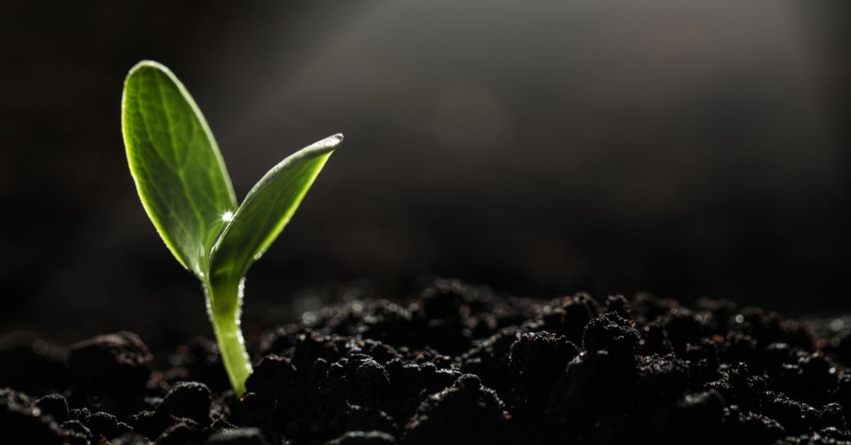 Vegetable seedling growing in the dark receives scalar light energy allowing it to grow 