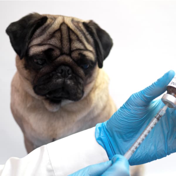 Pug about to receive a vaccine for allergies