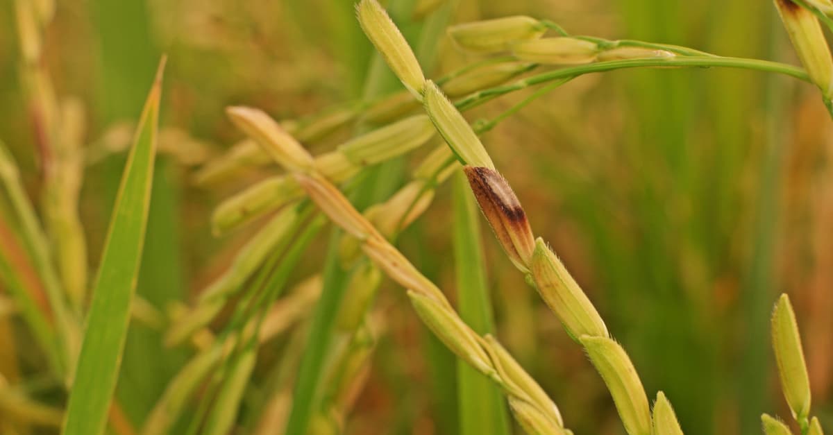 Rice panicles damaged by rice bacterial blight