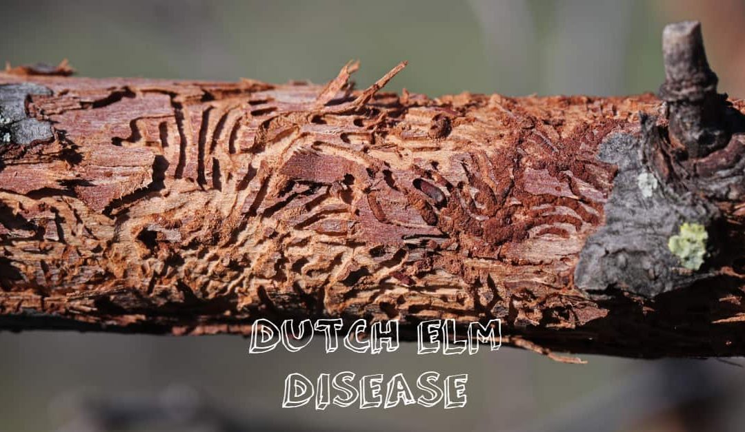 Dutch Elm Disease and How It Spreads SCALAR LIGHT Plant Care