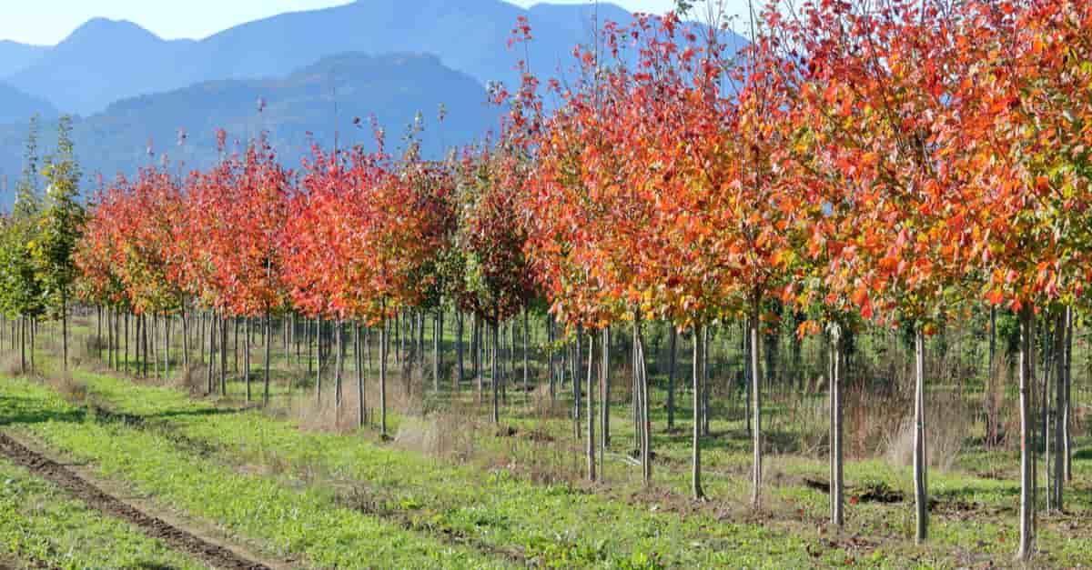Elm tree saplings and their bright red leaves on a tree farm during the autumn months