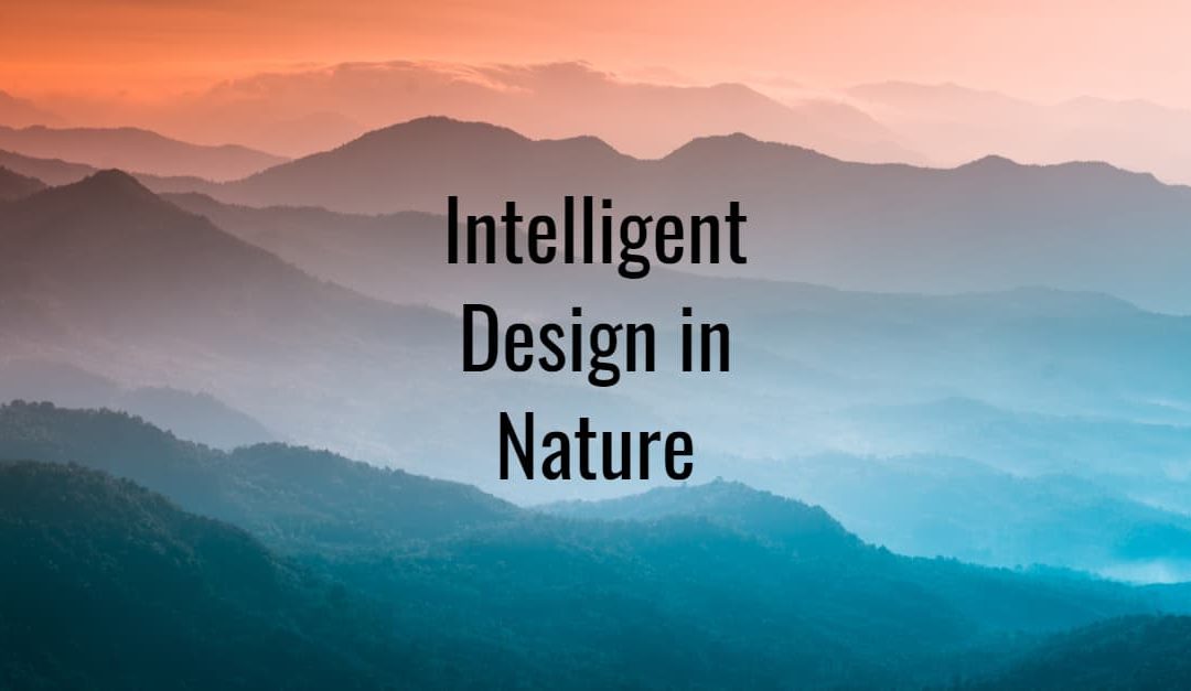 The words intelligent design in nature over a misty mountain background