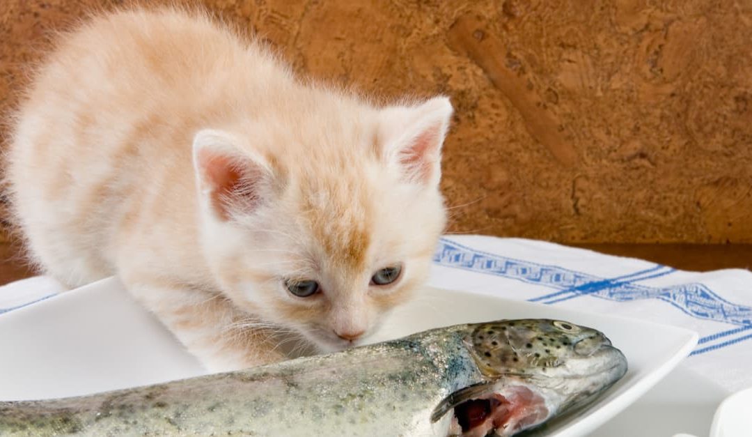 A small kitten eating fresh fish which is great for kitten health