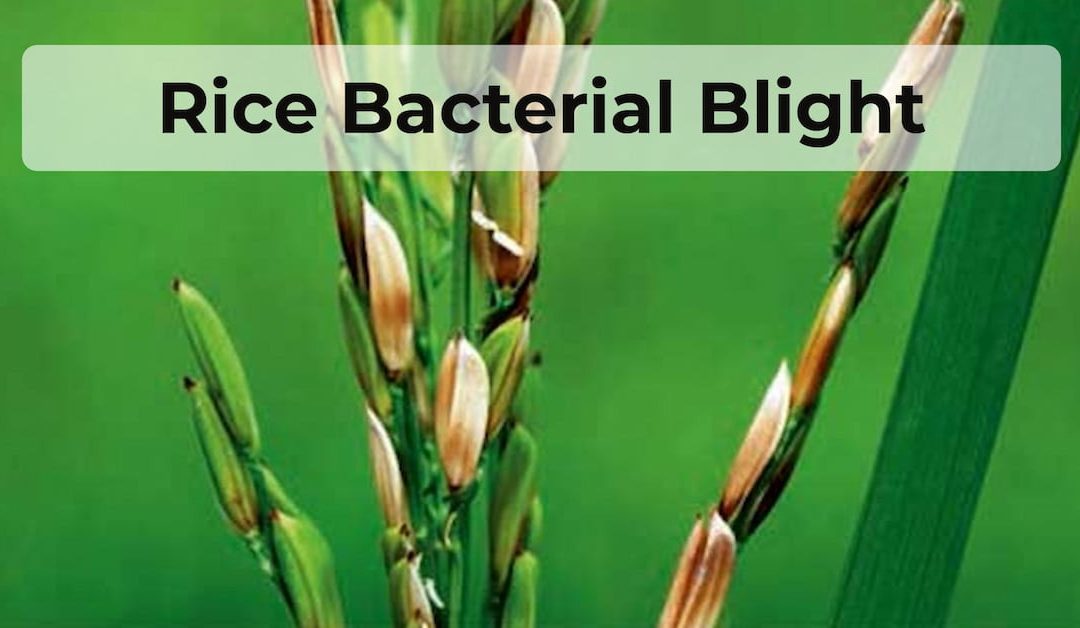 A rice plant infected by Rice Bacterial Blight