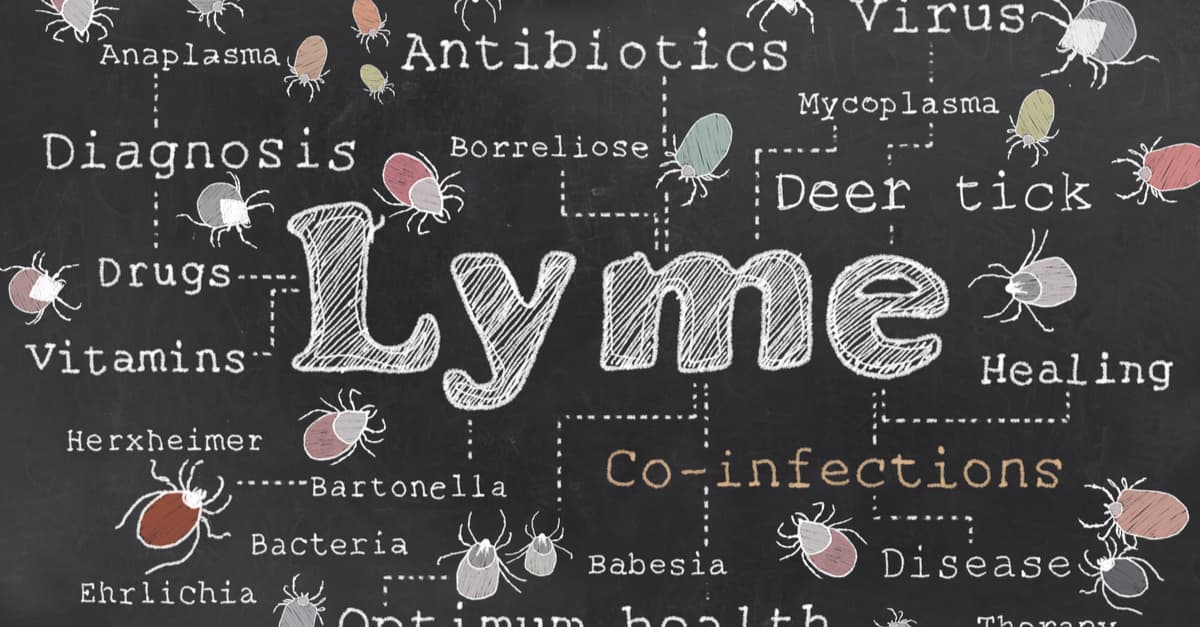 Lyme and Co-infections Illustrated on old Blackboard